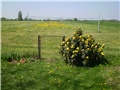 pogled